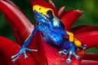 Close-up of poison dart frog on plant. Art Print
